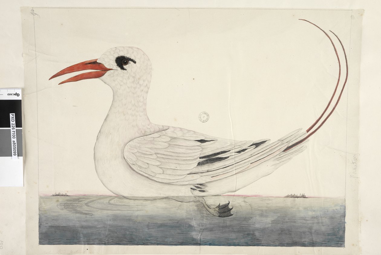 الصفحة 100. Phaeton Red ، Tailed Tropicbird Phaethon rubricauda، 1791-92 بواسطة فنان غير معروف