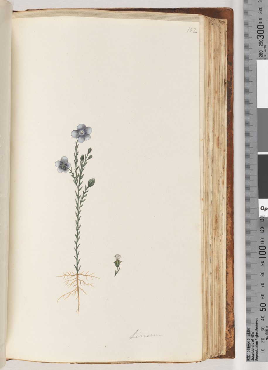 صفحة 102. الكتان بواسطة فنان غير معروف