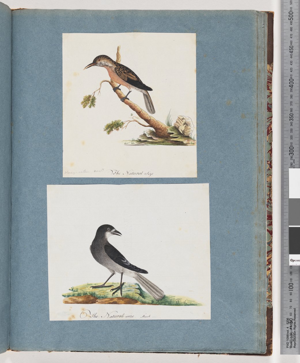 صفحة 103. طائر مجهول الهوية. آكل العسل. 104. طائر غير معروف بواسطة فنان غير معروف
