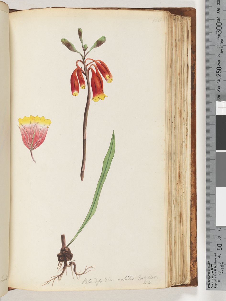 صفحة 110. Blandfordia nobilis Exot. بوت - ت. 4. جرس عيد الميلاد بواسطة فنان غير معروف