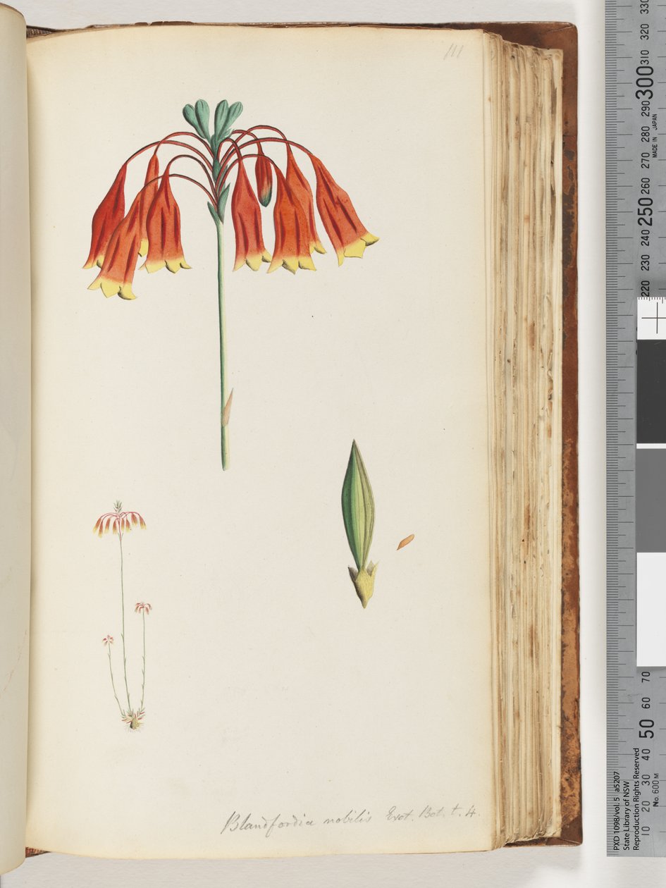 صفحة 111. Blandfordia nobilis Exot. بوت. ر. 4. جرس عيد الميلاد بواسطة فنان غير معروف