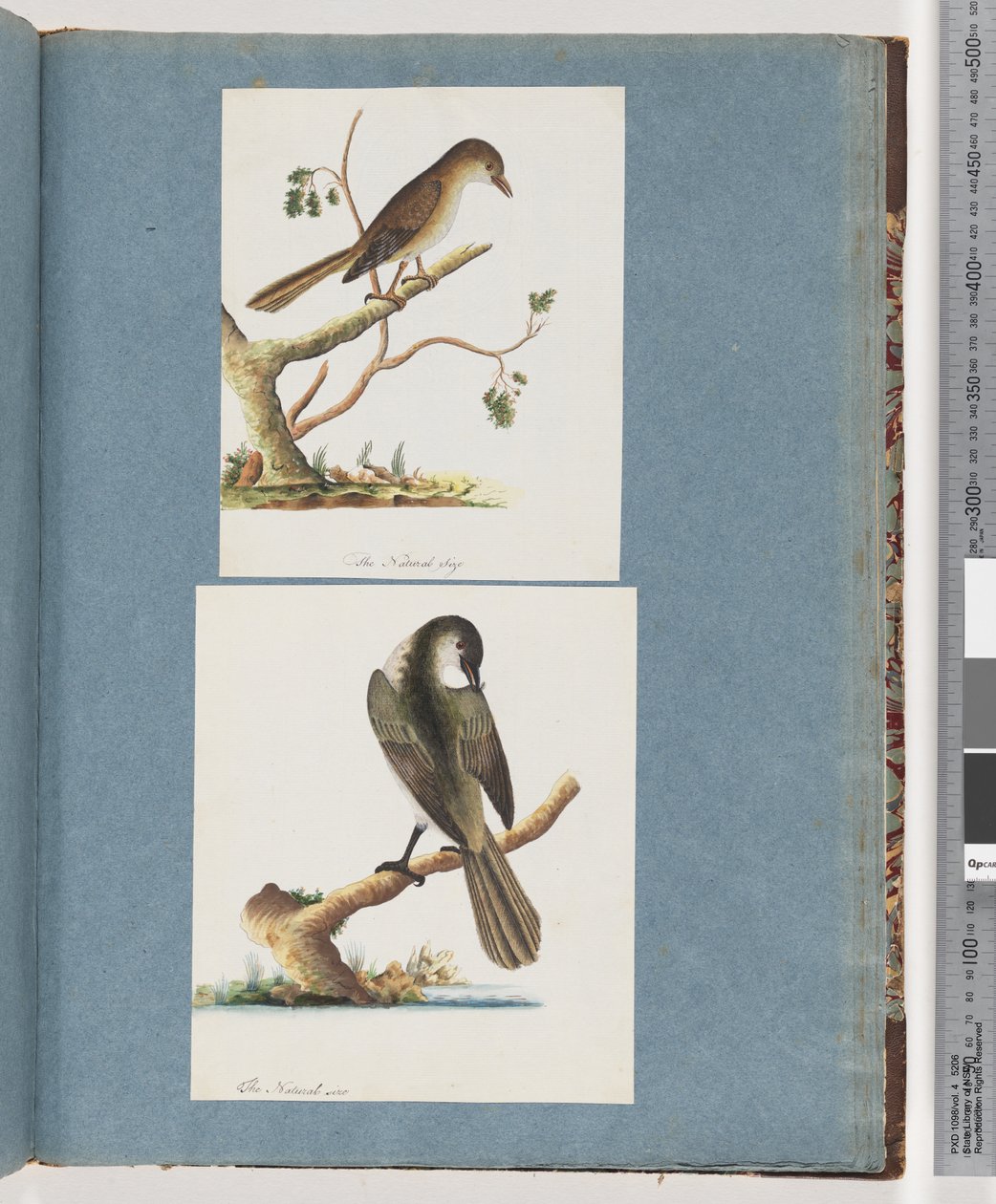 صفحة 113. طائر غير معروف. 114- طائر غير معروف بواسطة فنان غير معروف