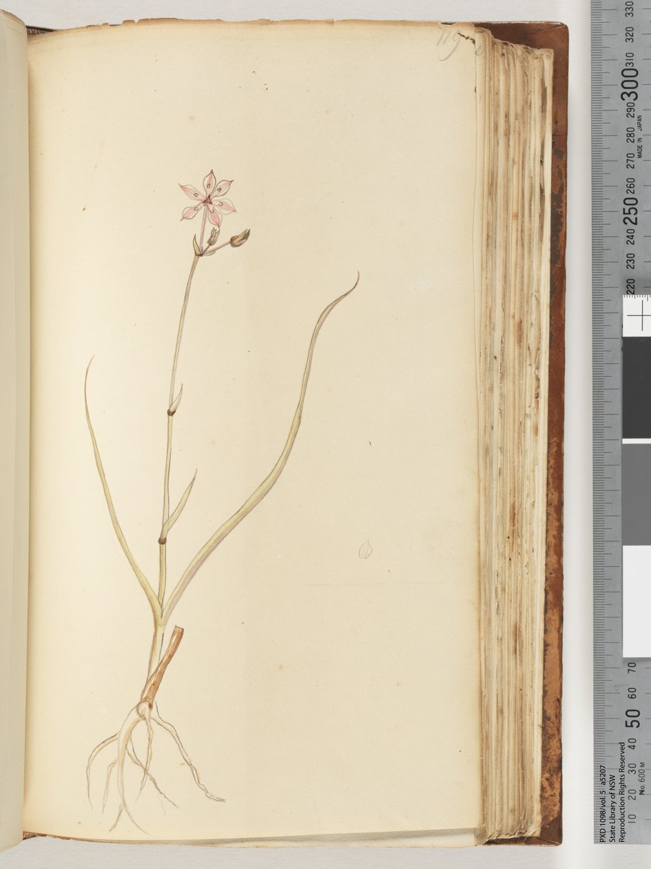صفحة 119. لا نقش ، رسم غير مكتمل ، نبات غير معروف بواسطة فنان غير معروف