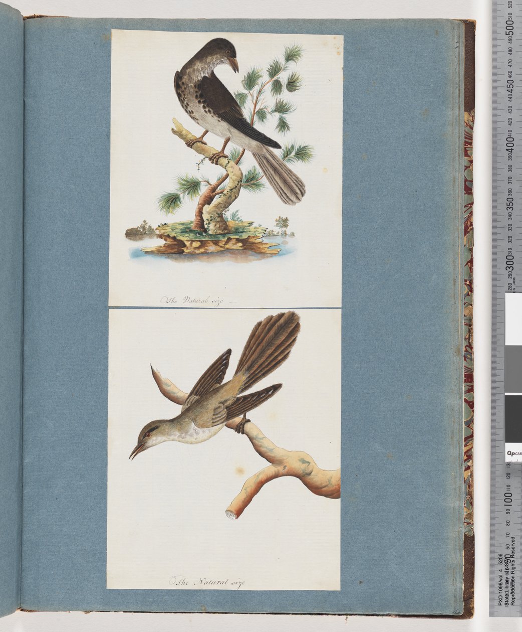 صفحة 119. طائر غير معروف. 120. طائر غير معروف بواسطة فنان غير معروف