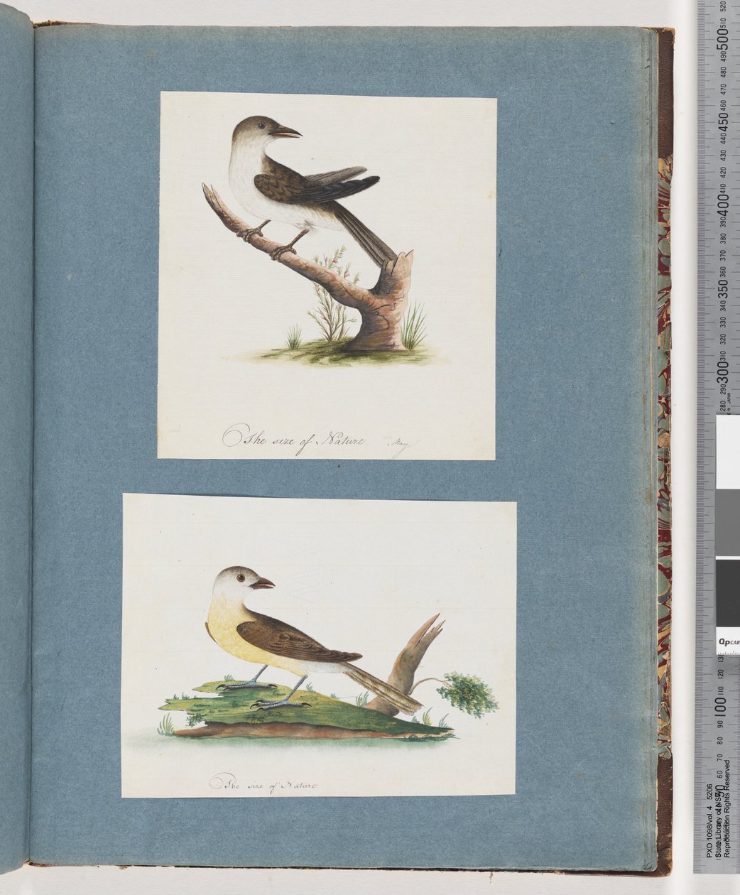 صفحة 121. طائر غير معروف. 122. طائر غير معروف بواسطة فنان غير معروف