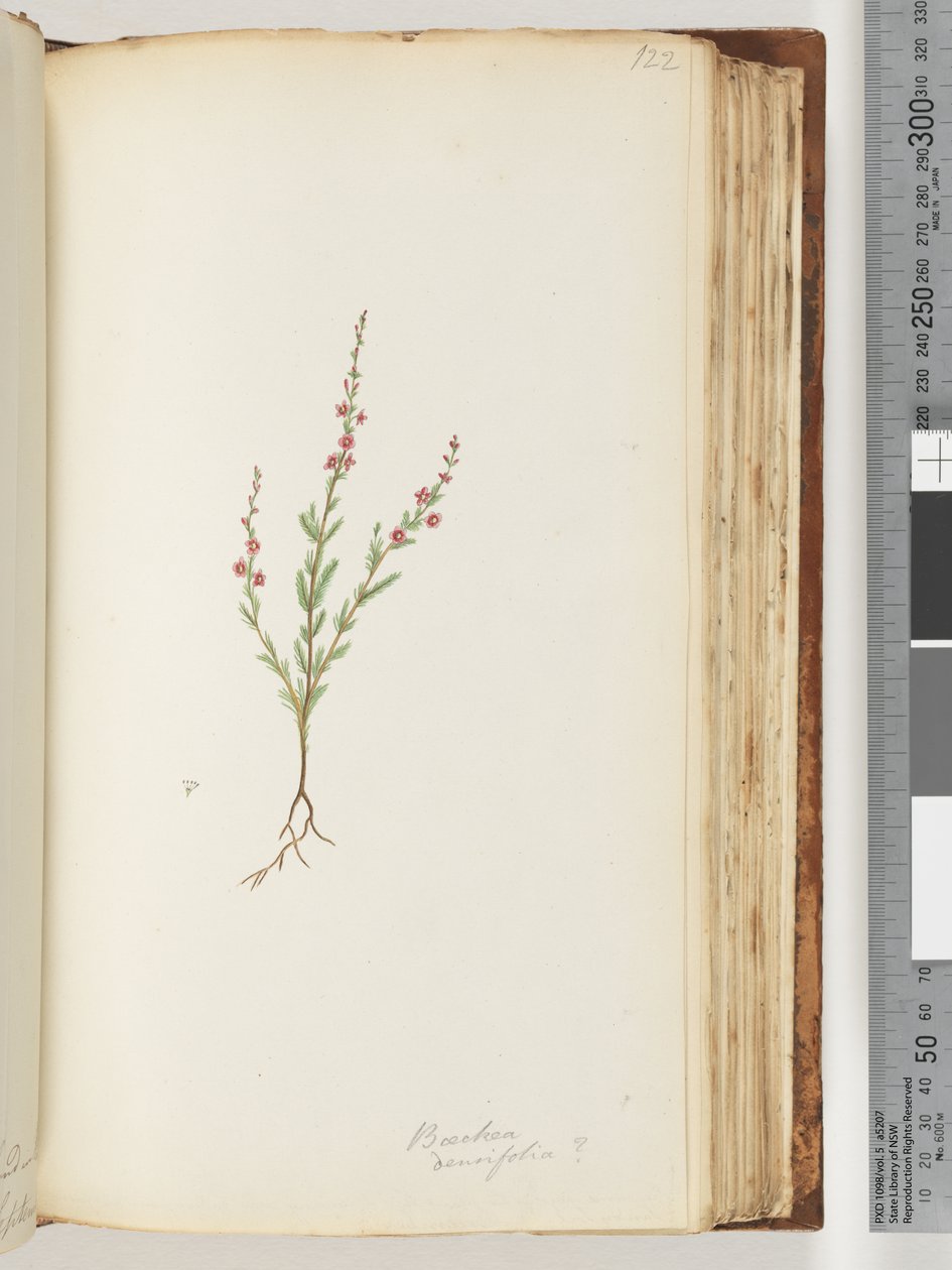 صفحة 122. Baeckea densifolia ، ربما بواسطة فنان غير معروف