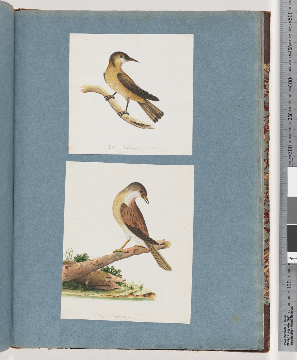 صفحة 125. طائر غير معروف. 126. طائر غير معروف بواسطة فنان غير معروف