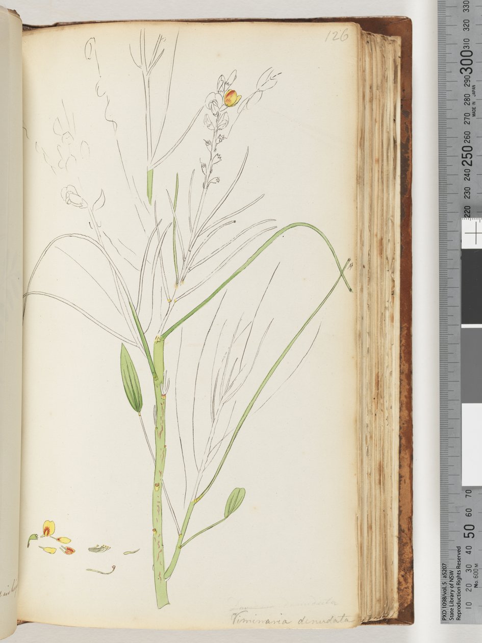 الصفحة 126. رسم غير مكتمل من Viminaria العارية بواسطة فنان غير معروف