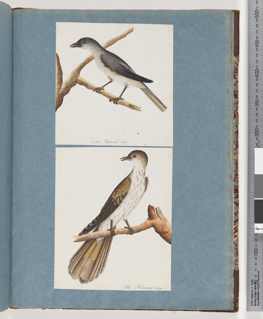 صفحة 127. طائر غير معروف. 128. طائر غير معروف بواسطة فنان غير معروف