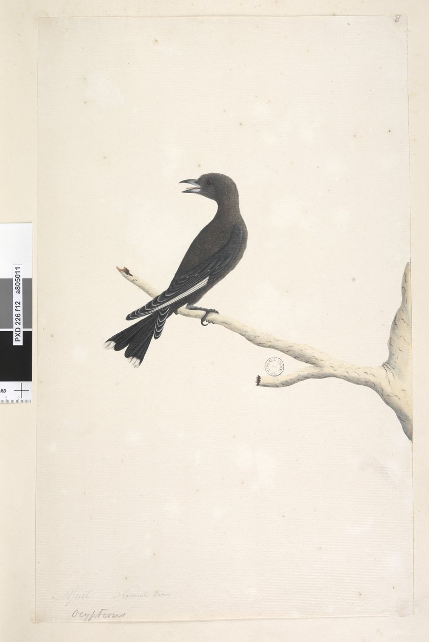 الصفحة 12. Ocypterus. العنوان أعلاه بيد مختلفة إبريل ، الحجم الطبيعي Dusky Wood ، Swallow Artamus cyanopterus ، 1791-92 بواسطة فنان غير معروف
