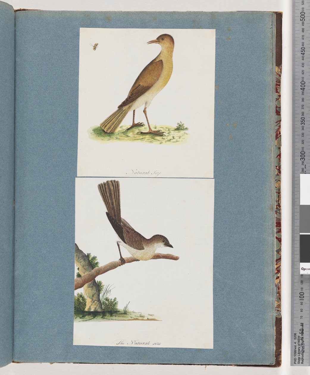صفحة 131. طائر غير معروف. 132- طائر غير معروف بواسطة فنان غير معروف
