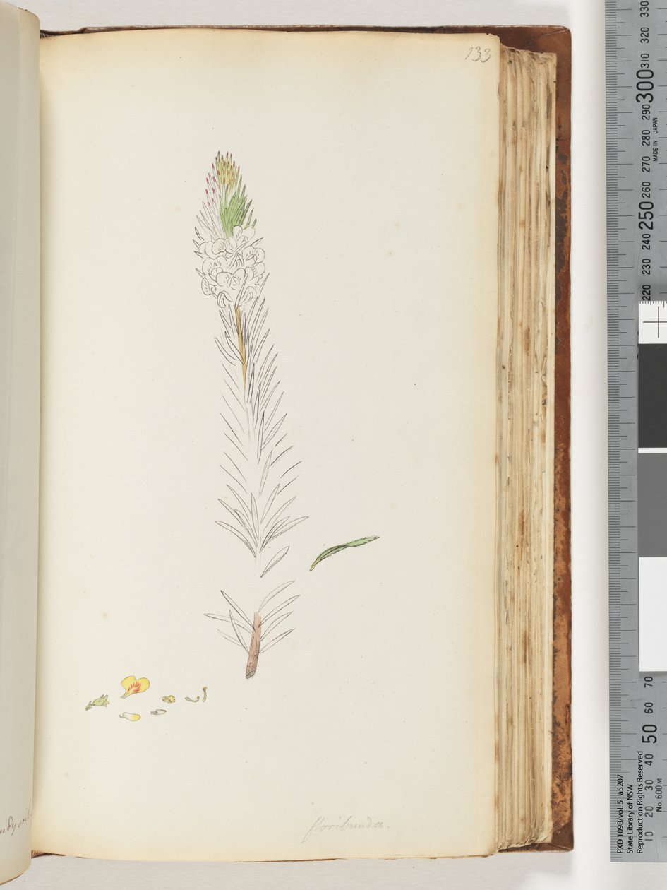 صفحة 133. Floribunda رسم غير مكتمل بواسطة فنان غير معروف