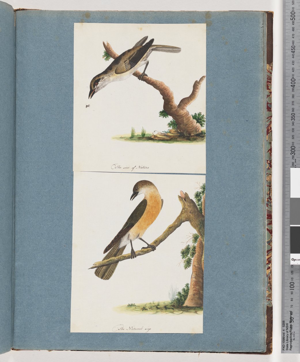 صفحة 133. طائر غير معروف. 134- طائر غير معروف بواسطة فنان غير معروف