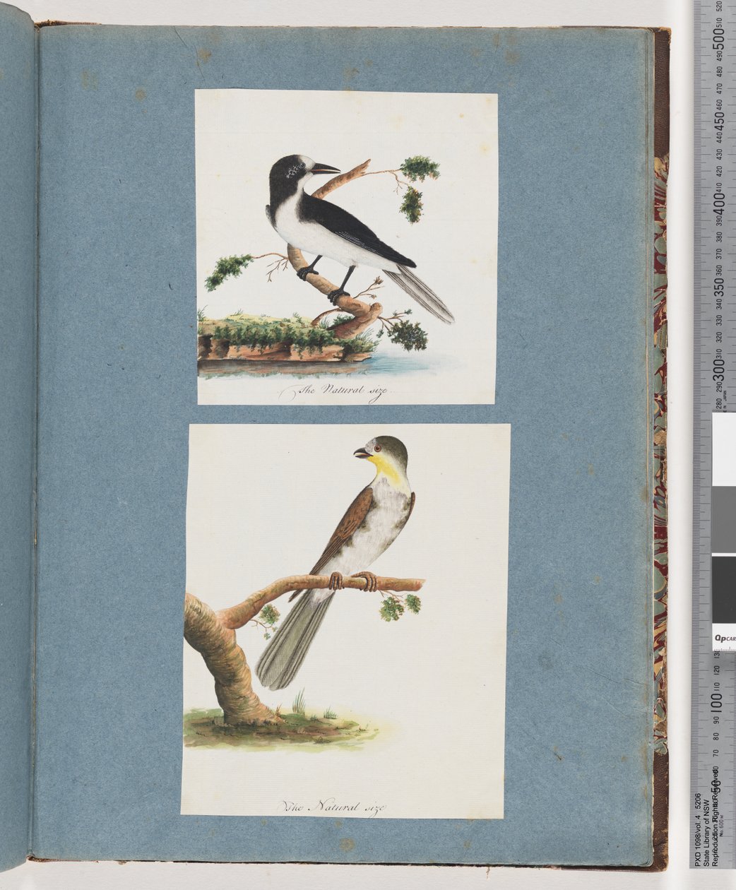 صفحة 135. طائر غير معروف. 136. طائر غير معروف بواسطة فنان غير معروف