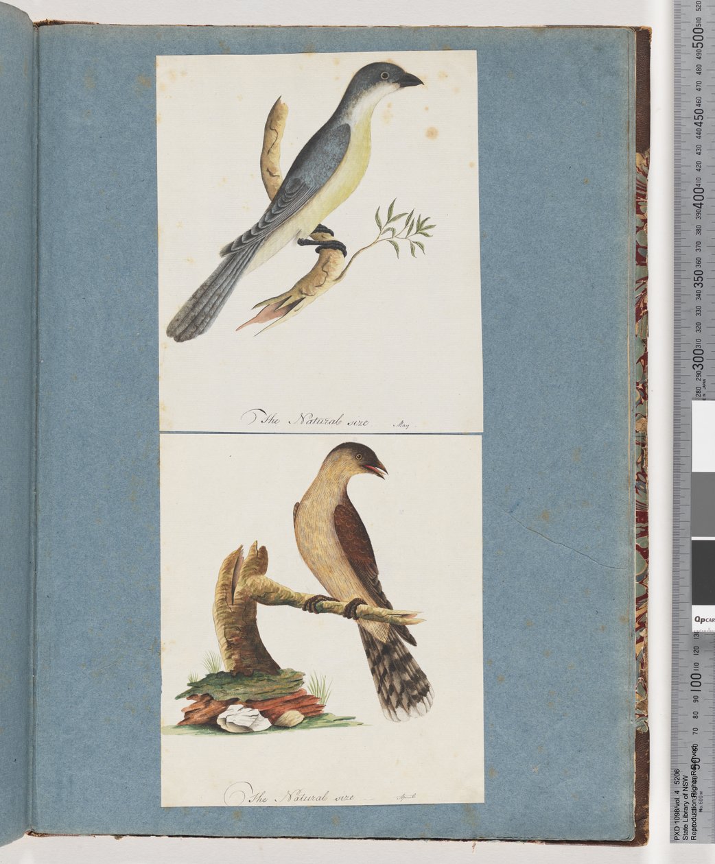 صفحة 138. طائر غير معروف. 139. طائر غير معروف بواسطة فنان غير معروف