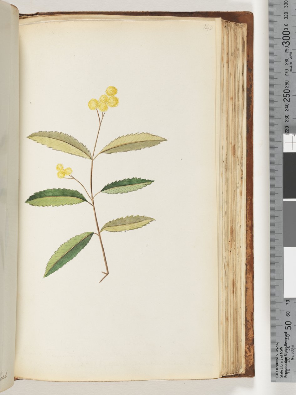 صفحة 140. زهرة غير معروفة ، أكتوبر 1794 بواسطة فنان غير معروف
