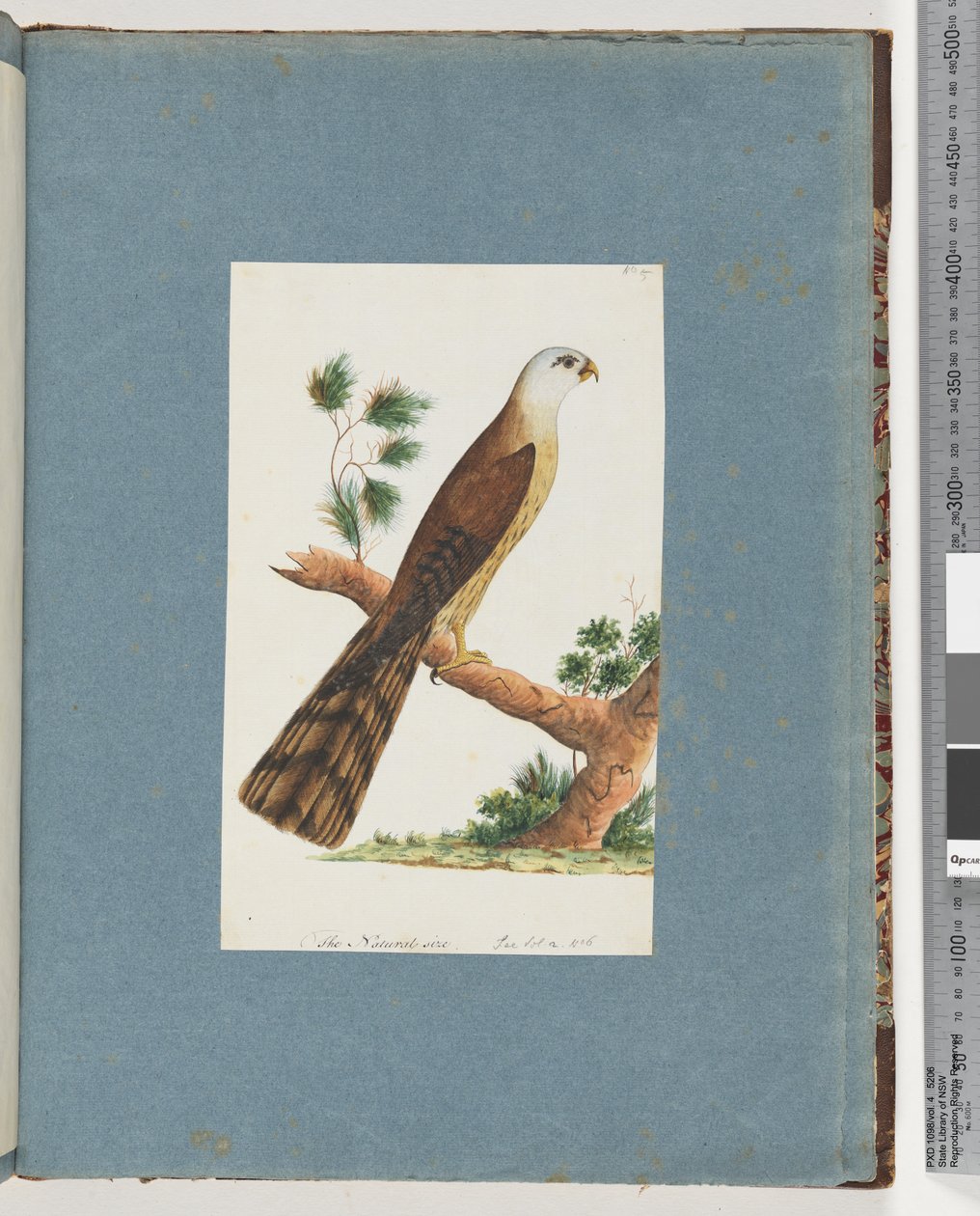 صفحة 141. طائر غير معروف بواسطة فنان غير معروف