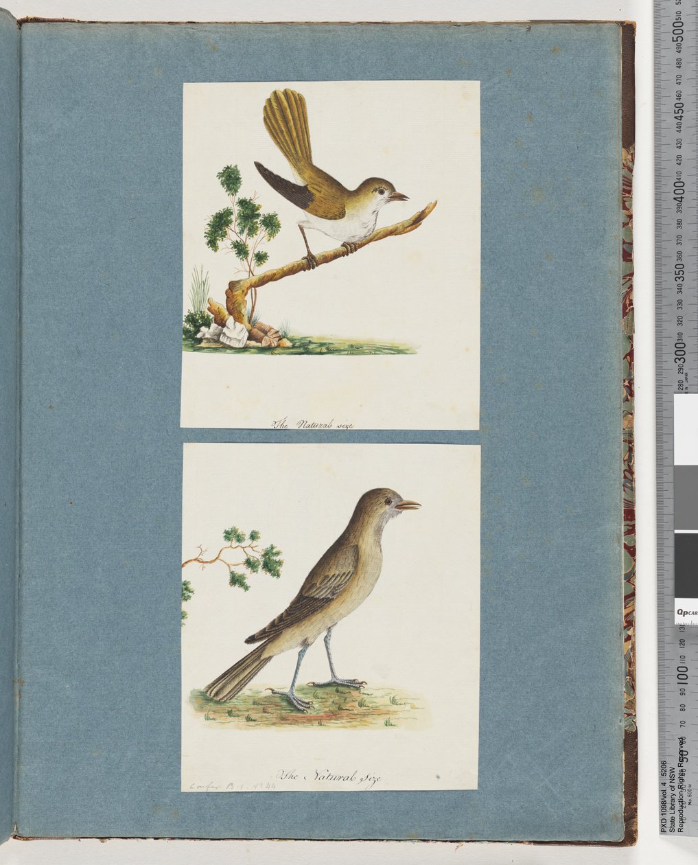 صفحة 142. طائر غير معروف. 143. طائر غير معروف بواسطة فنان غير معروف