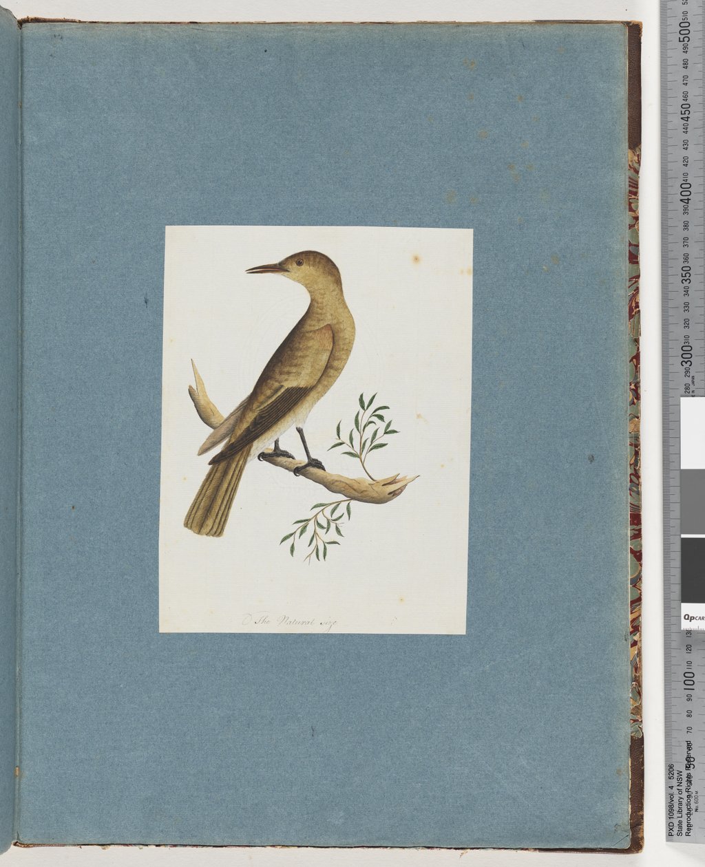 صفحة 144. طائر غير معروف بواسطة فنان غير معروف