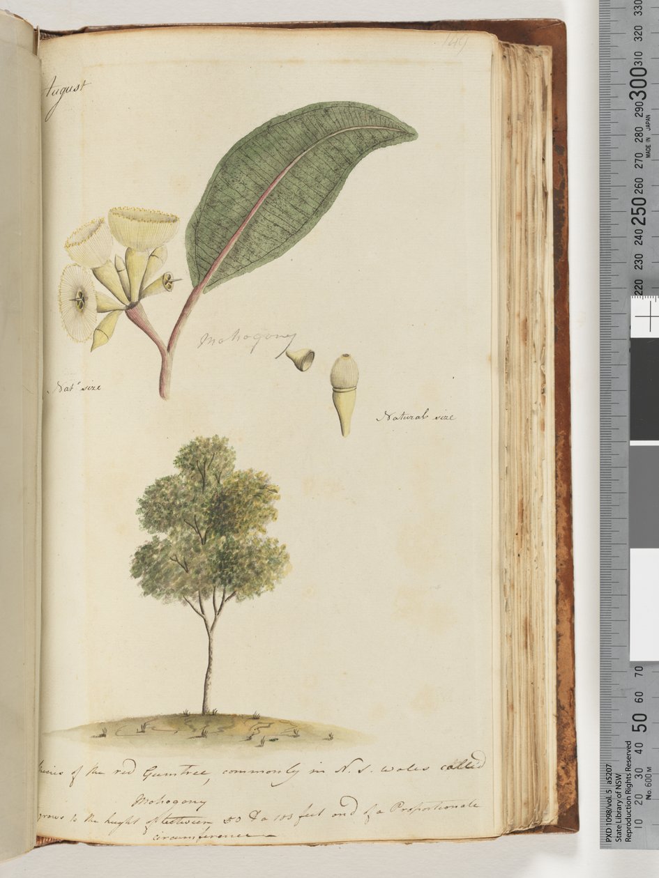 صفحة 149. الحجم الطبيعي ، نوع من شجرة اللثة الحمراء ، ويسمى عادة موهوجوني في نيو ساوث ويلز بواسطة فنان غير معروف