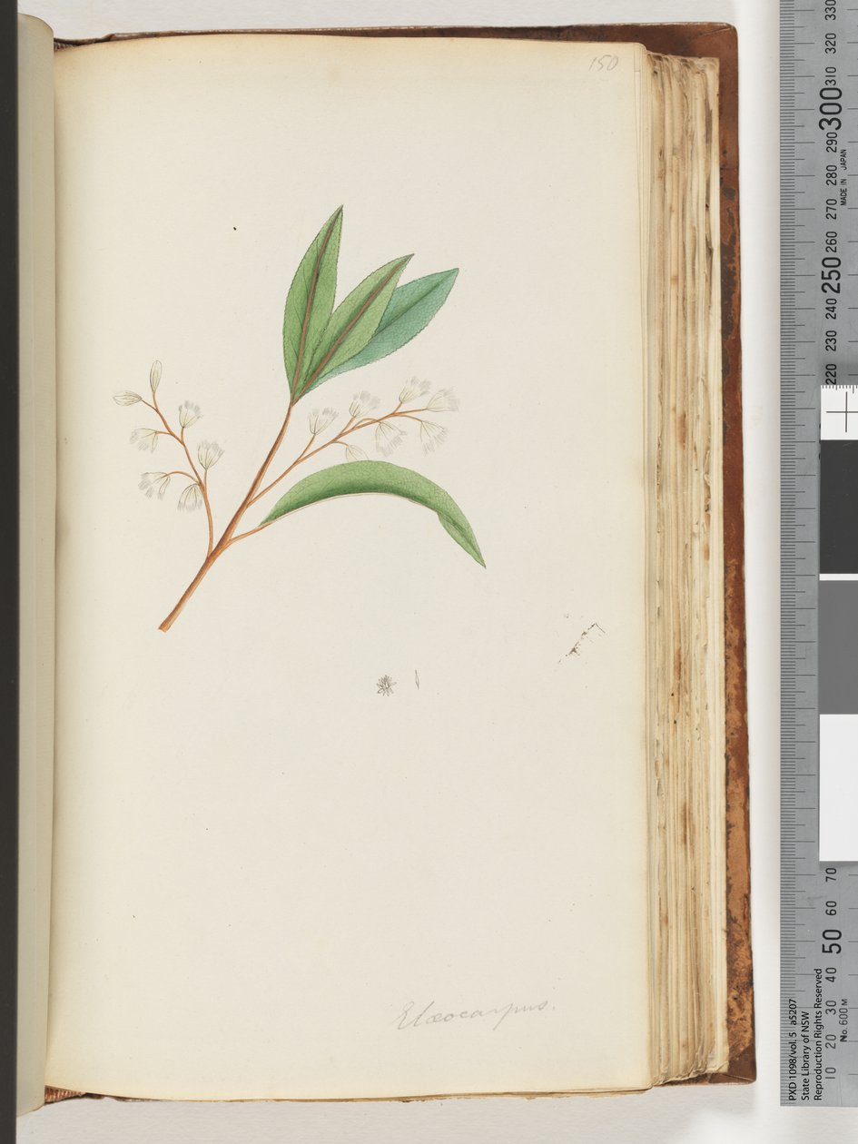 صفحة 150. Elaeocarpus بواسطة فنان غير معروف
