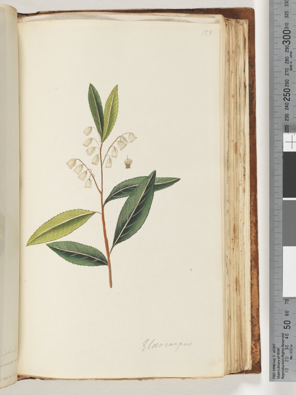 صفحة 151. Elaeocarpus بواسطة فنان غير معروف
