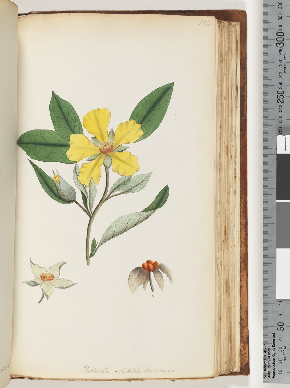 صفحة 154. Hibbertia volubilis - Andrews Guinea Flower بواسطة فنان غير معروف