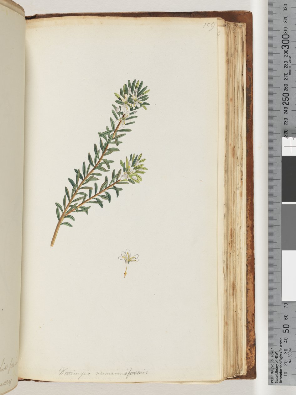 صفحة 159. Westringea rosmariniformis بواسطة فنان غير معروف