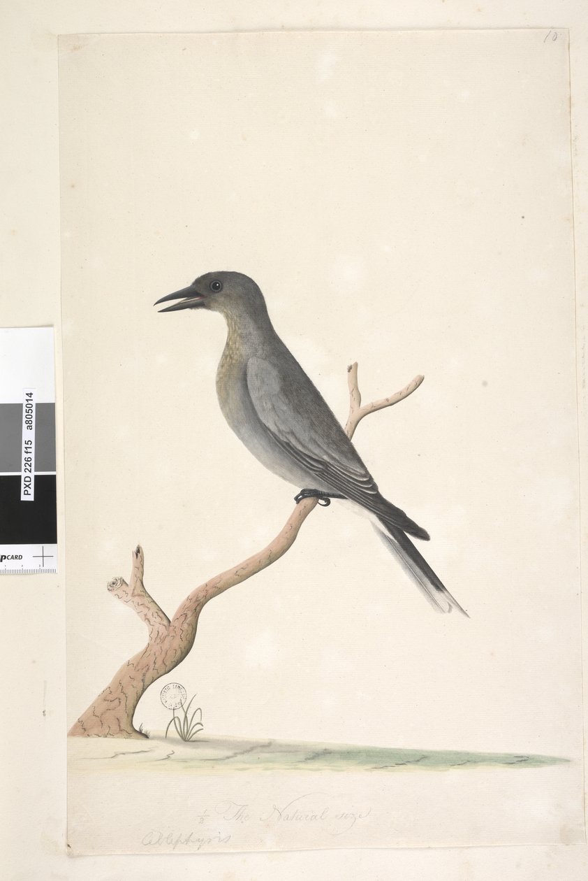 صفحة 15. Ceblephyris. العنوان أعلاه بيد مختلفة الحجم الطبيعي رمادي Currawong Strepera مبرقشة ، 1791-92 بواسطة فنان غير معروف
