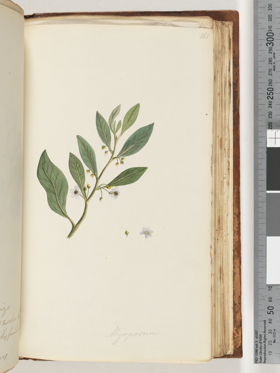 صفحة 161. Myoporum بواسطة فنان غير معروف