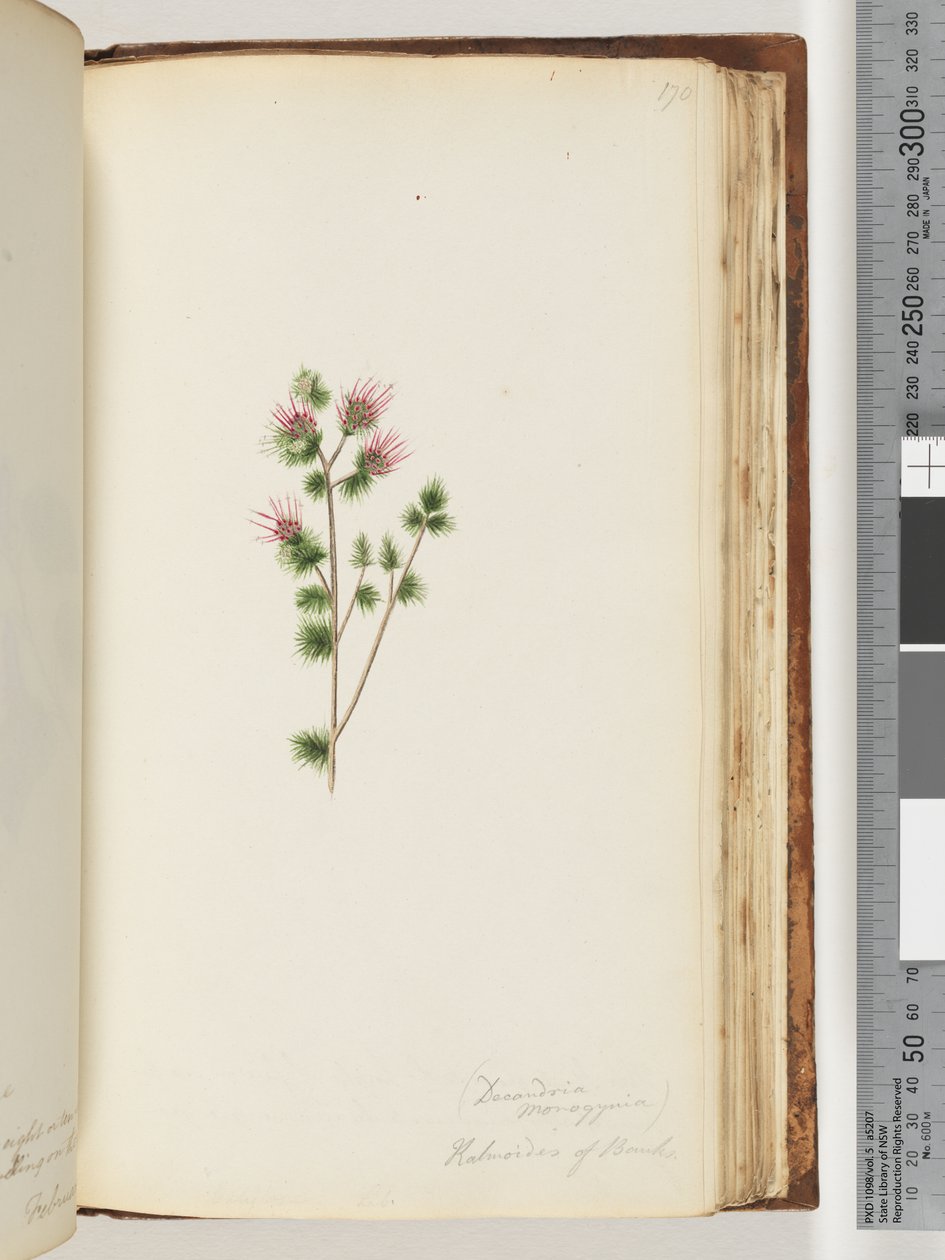 الصفحة 170. Decandria monogynia. Kalmoides من البنوك بواسطة غير معروف