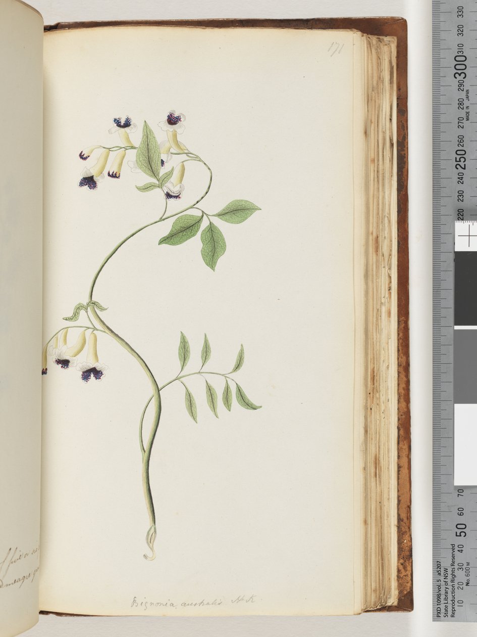 صفحة 171. Bignonia australis HK بواسطة فنان غير معروف
