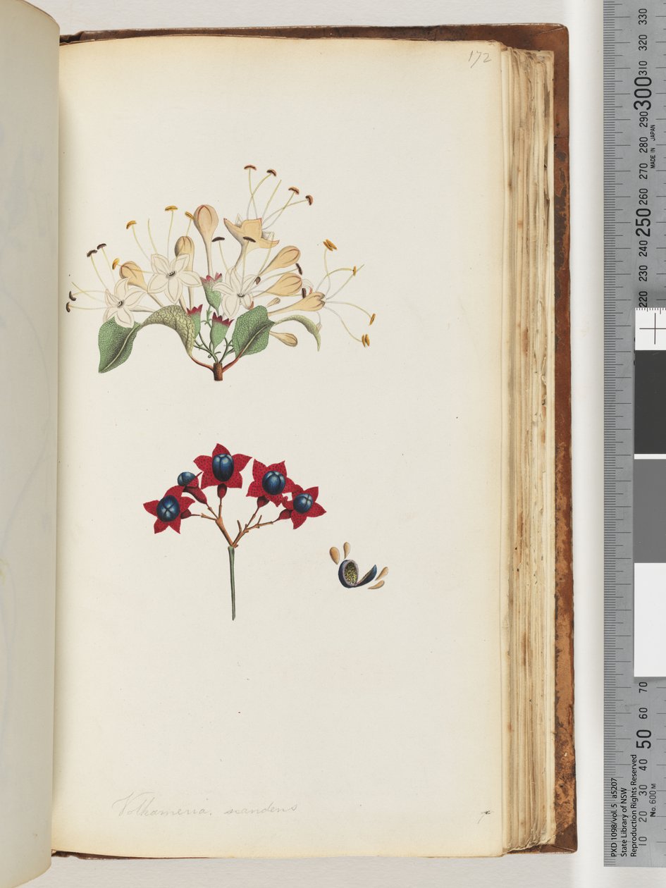 صفحة 172. Volkameria scandens - شجرة كمبرلاند بواسطة فنان غير معروف
