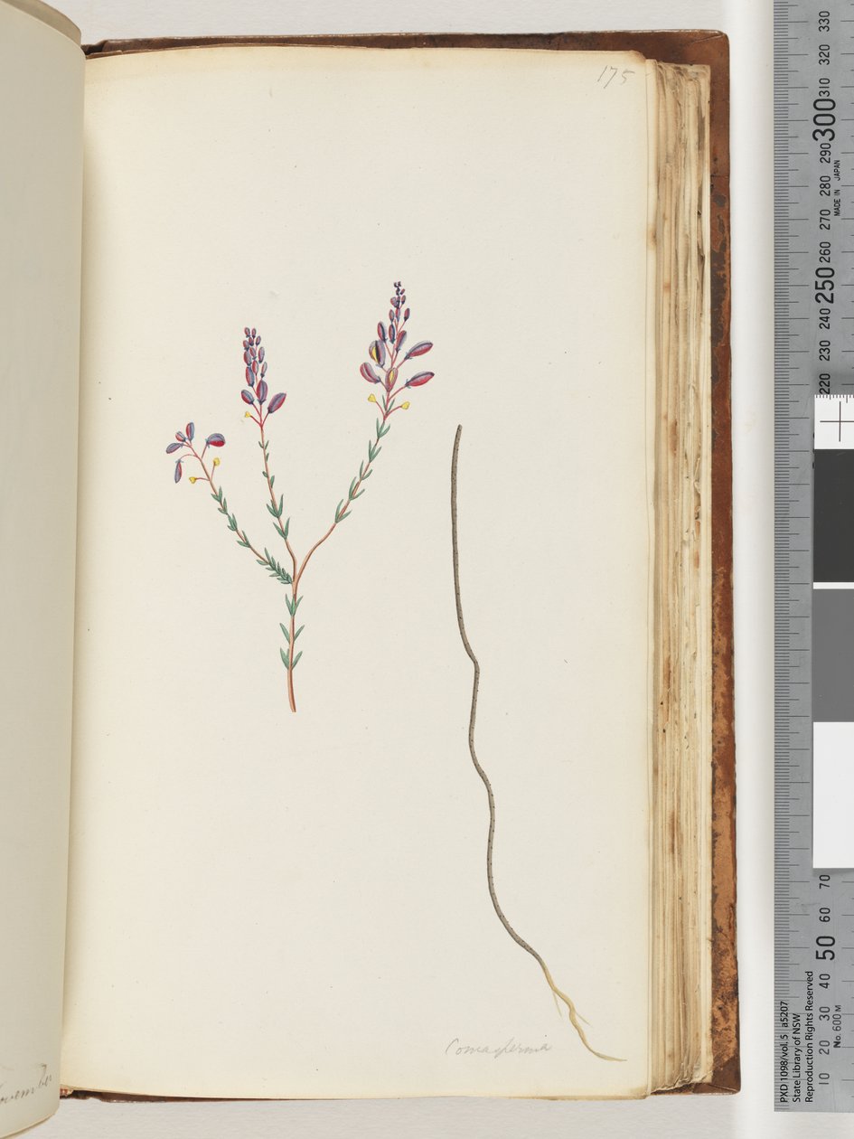 صفحة 175. Comaspernia بواسطة فنان غير معروف