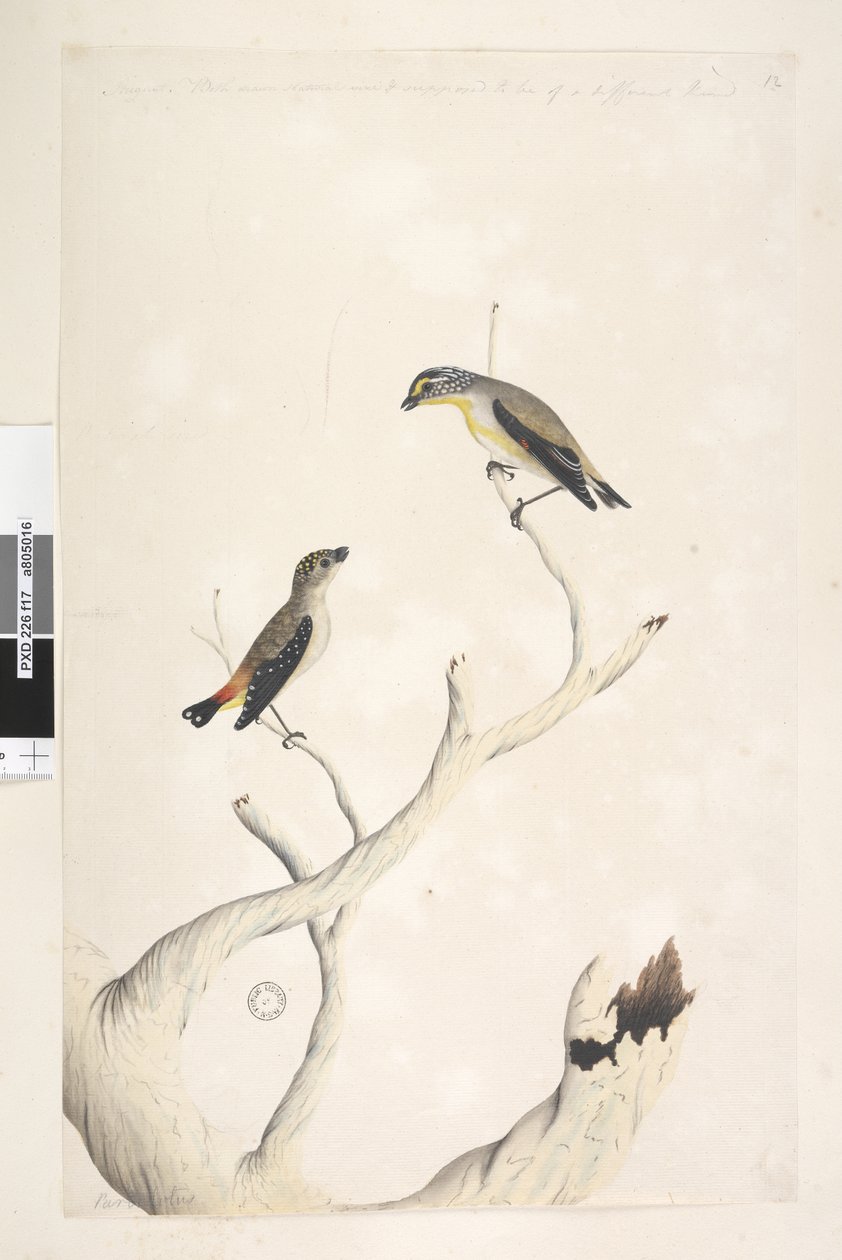 صفحة 17. Pardalotus. على طول الحافة العلوية في جهة مختلفة أغسطس. كلاهما رسم بالحجم الطبيعي. يُضاف بيد ثالثة ويفترض أن يكون من نوع مختلف Pardalote مرقط و Pardalotus punctatus و Pardalotus striatus Pardalotus ornat بواسطة فنان غير معروف