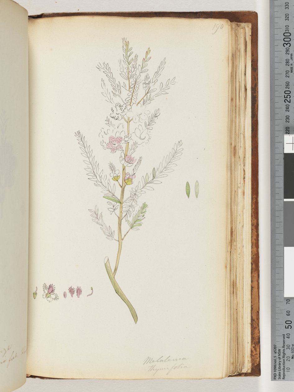 صفحة 190. Melaleuca thymifolia - عسل الزعتر ، الآس بواسطة فنان غير معروف