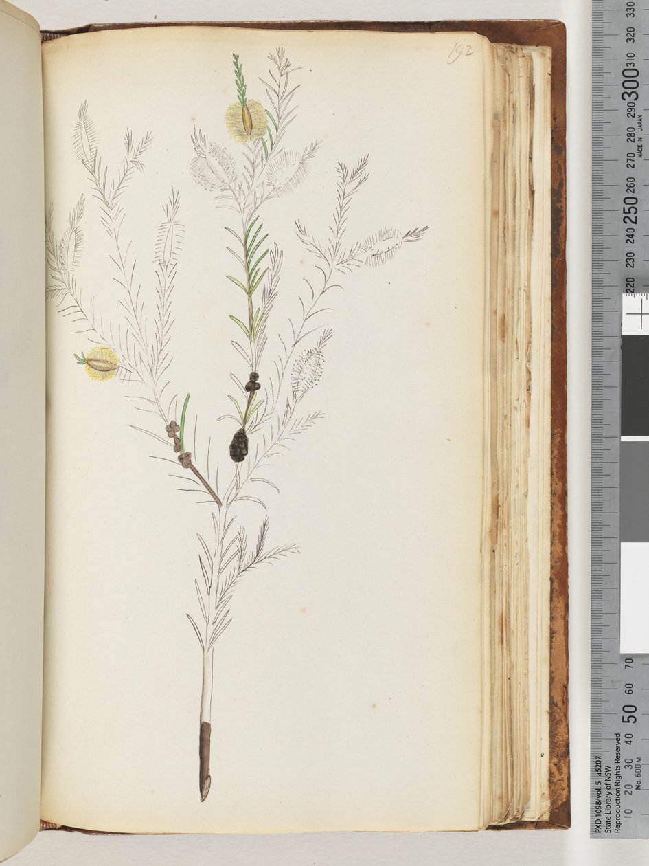 صفحة 192. من الرائد روس الرسم غير المكتمل بواسطة فنان غير معروف