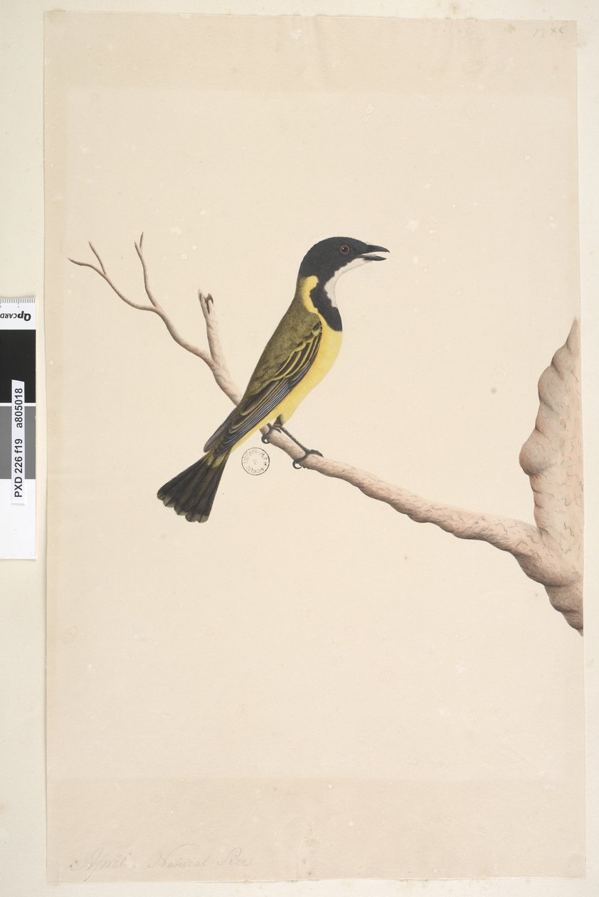 صفحة 19. أبريل. الحجم الطبيعي Golden Whistler Pachycephala pectoralis ، ذكر ، 1791-92 بواسطة فنان غير معروف