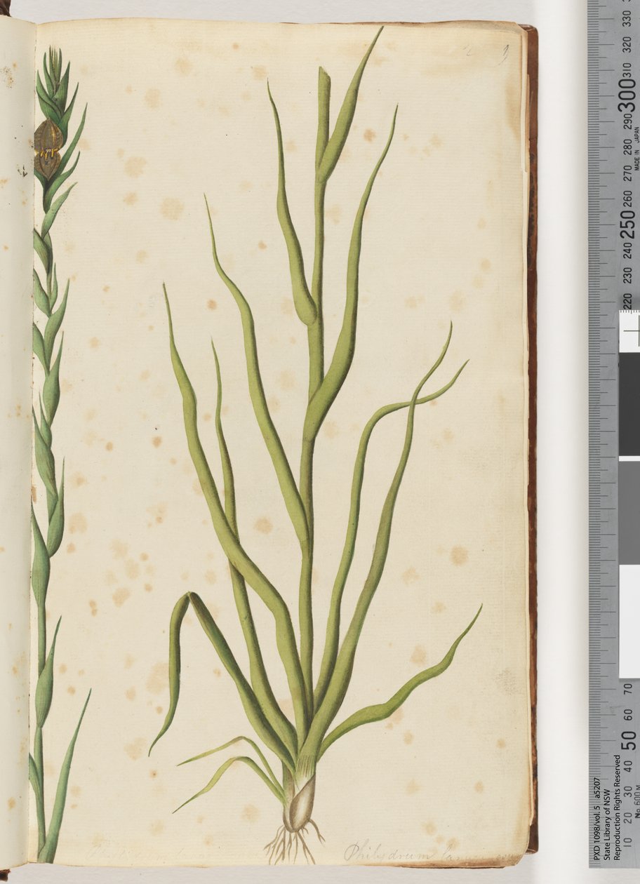 صفحة 1. Philydrum lanuginosum بواسطة فنان غير معروف