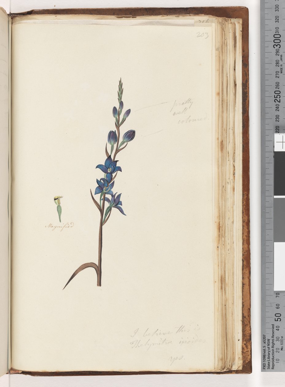 الصفحة 203. أعتقد أن هذا هو Thelymitra ixioides - Spotted Sun Orchid بواسطة غير معروف