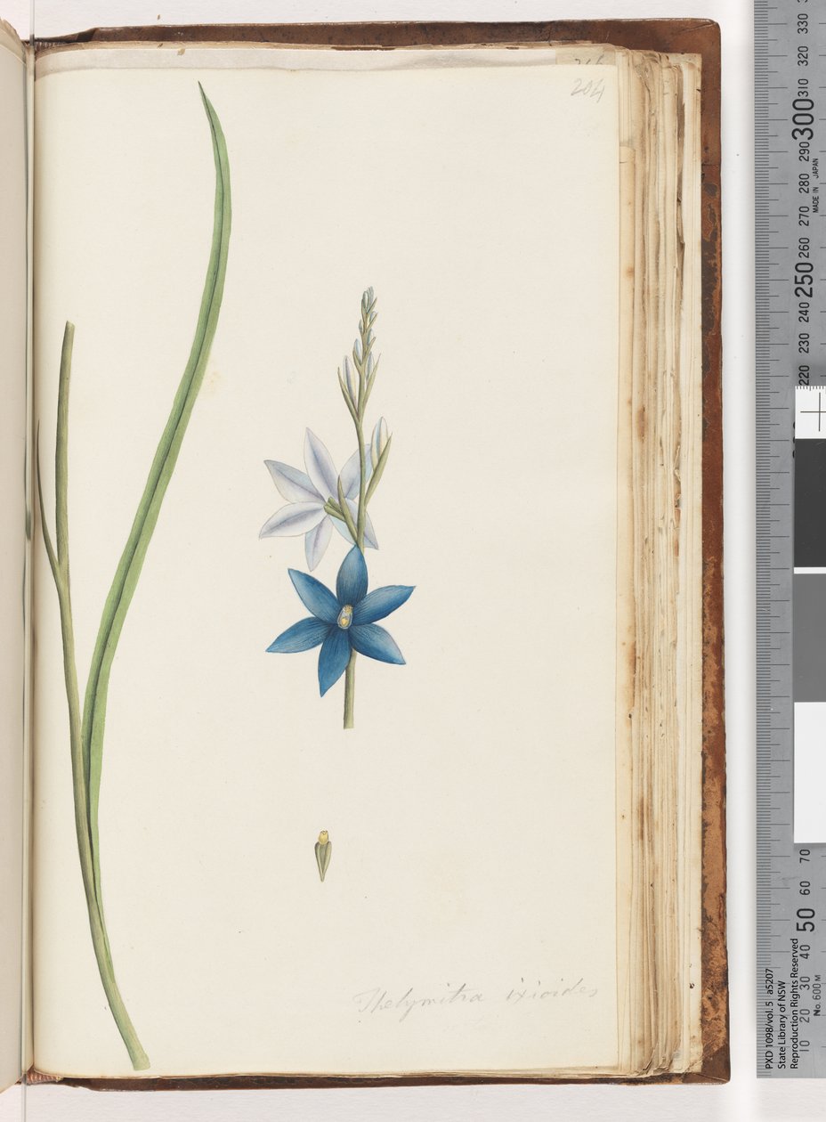 صفحة 204. Thelymitra ixiodes - Spotted Sun Orchid بواسطة فنان غير معروف