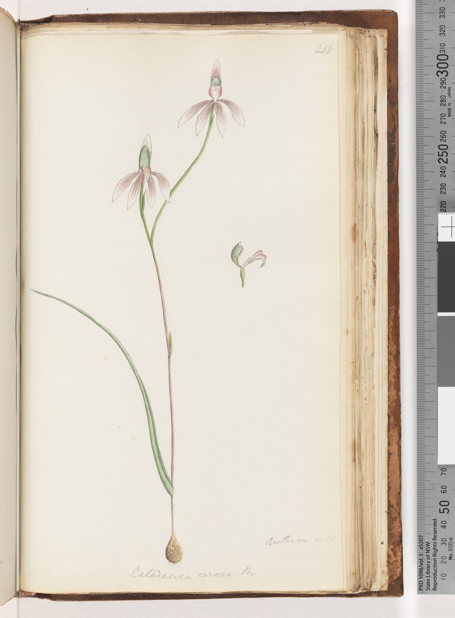 صفحة 208. شهادة Arethusa؟ Caladenia carnea Br - Pink Fingers Orchid بواسطة فنان غير معروف