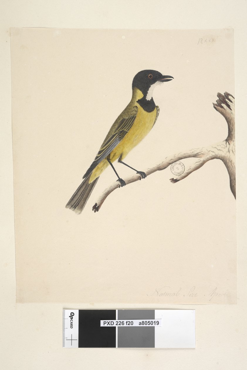 صفحة 20. الحجم الطبيعي. أبريل Golden Whistler Pachycephala pectoralis ، ذكر ، 1791-92 بواسطة فنان غير معروف