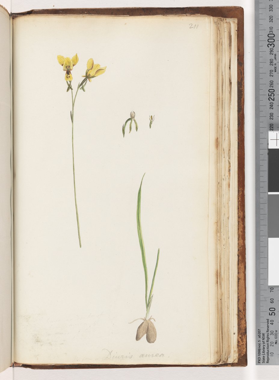 صفحة 211. شكل Diuris aurea - Golden Donkey Orchid بواسطة فنان غير معروف