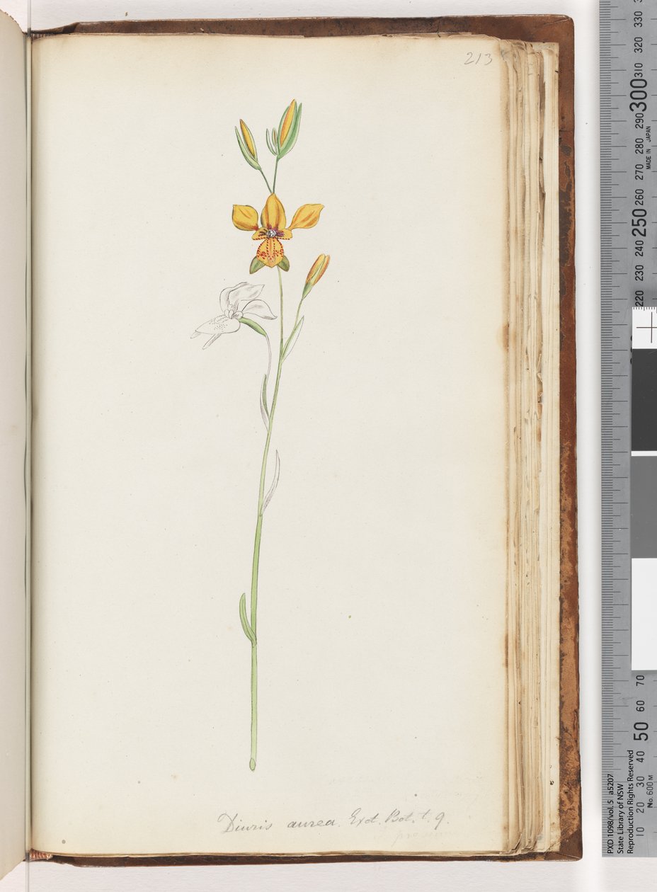 صفحة 213. ديوريس أوريا. إكسوت. بوت. ر. 9. Golden Donkey Orchid بواسطة فنان غير معروف