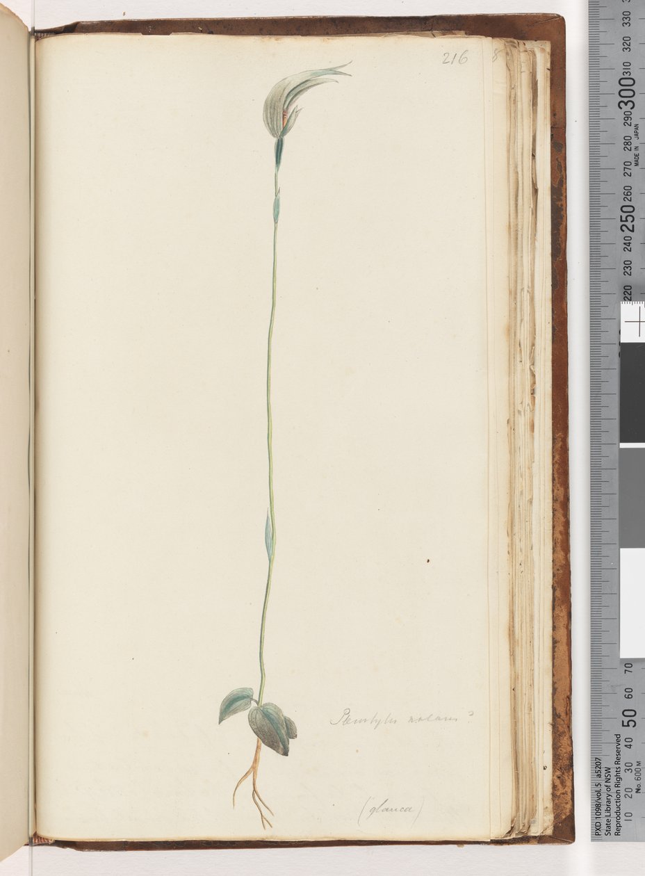 صفحة 216. Pterostylis nutans؟ - بواسطة فنان غير معروف