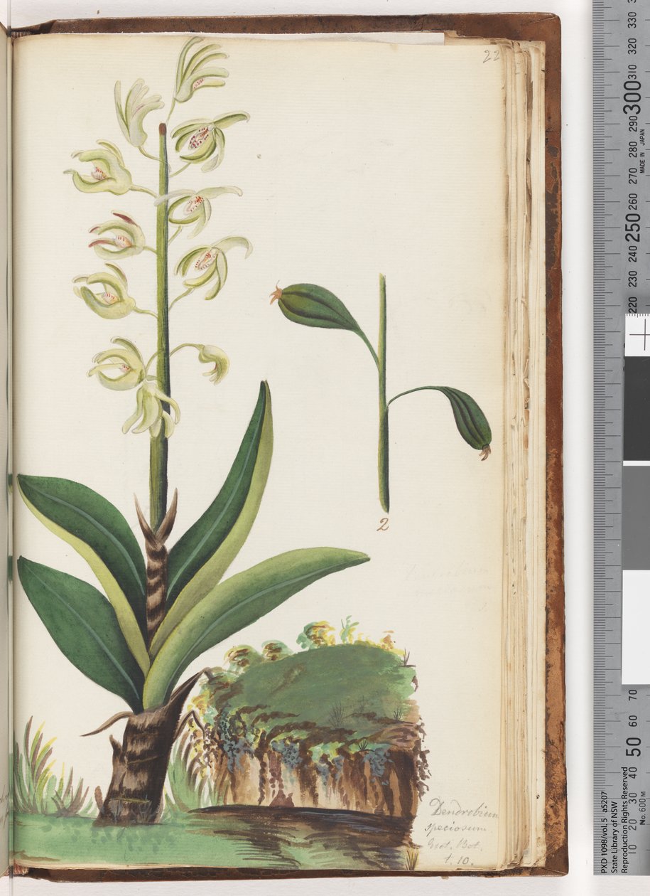 صفحة 225. Dendrobium speciosum Exot. بوت. T. 10 بواسطة فنان غير معروف