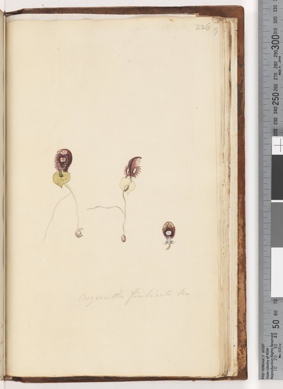 صفحة 226. Corysanthes fimbriata Br - Fringed Helmet Orchid بواسطة فنان غير معروف