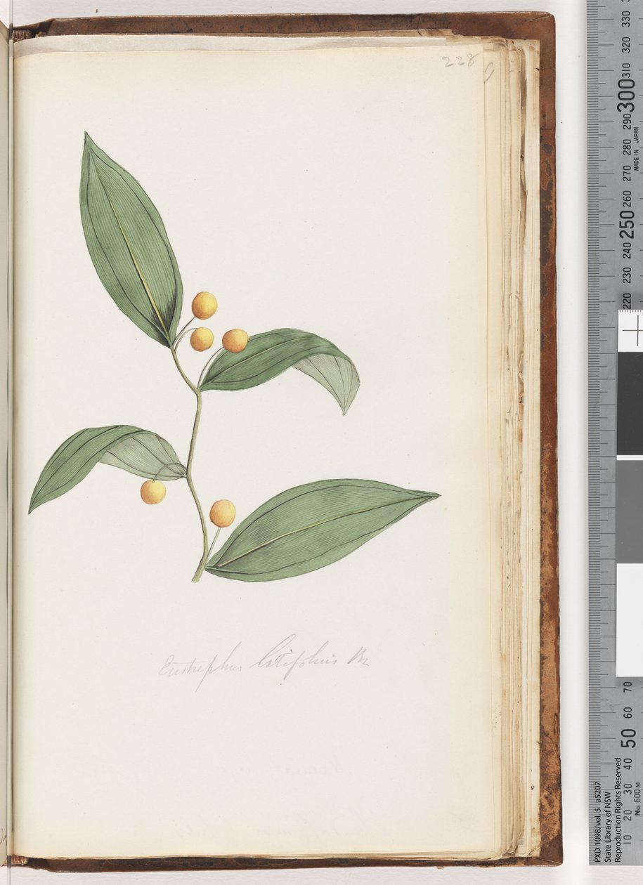 صفحة 228. Eustrephus latifolius Br. ومبات بيري بواسطة فنان غير معروف
