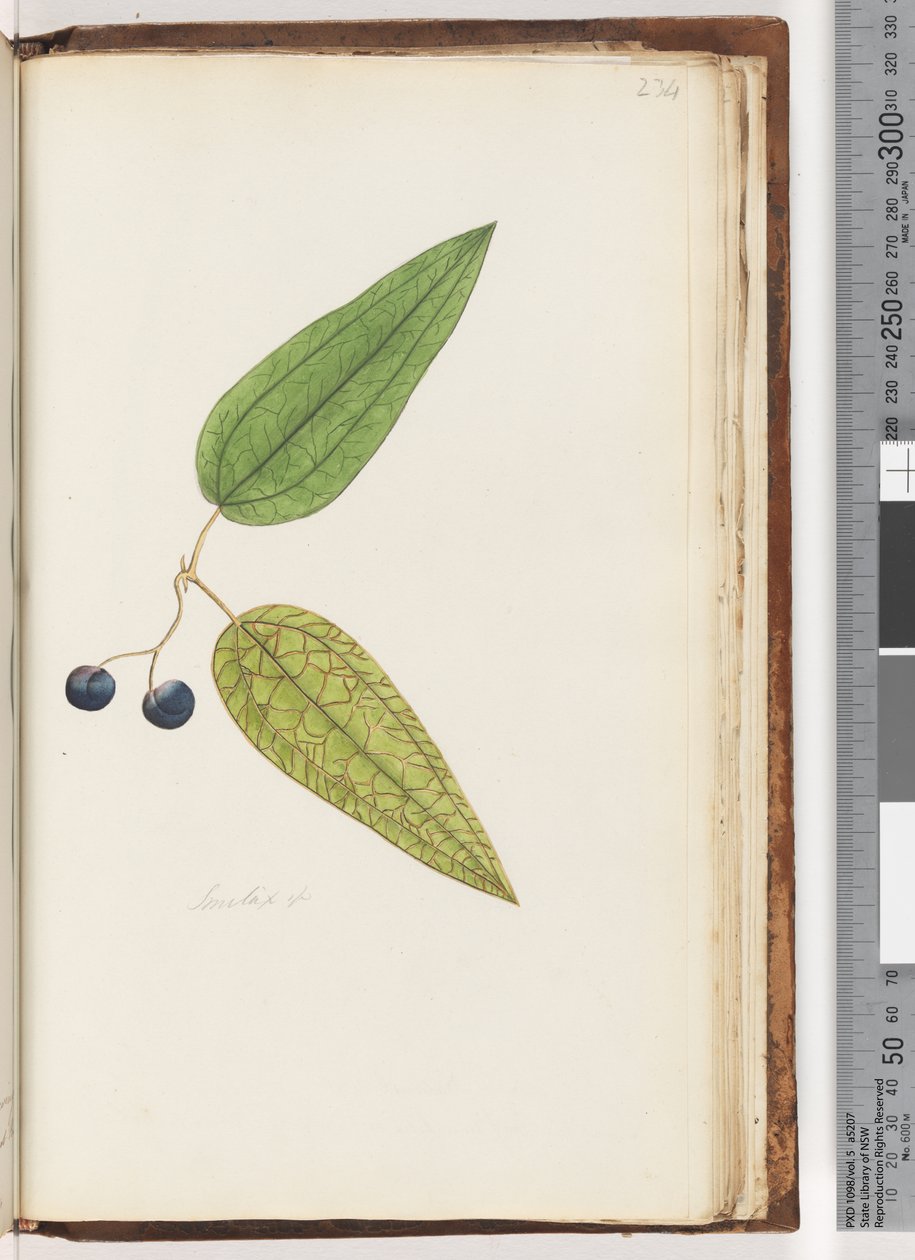 صفحة 234. Smilax sp Sweet Sarsaparilla بواسطة فنان غير معروف
